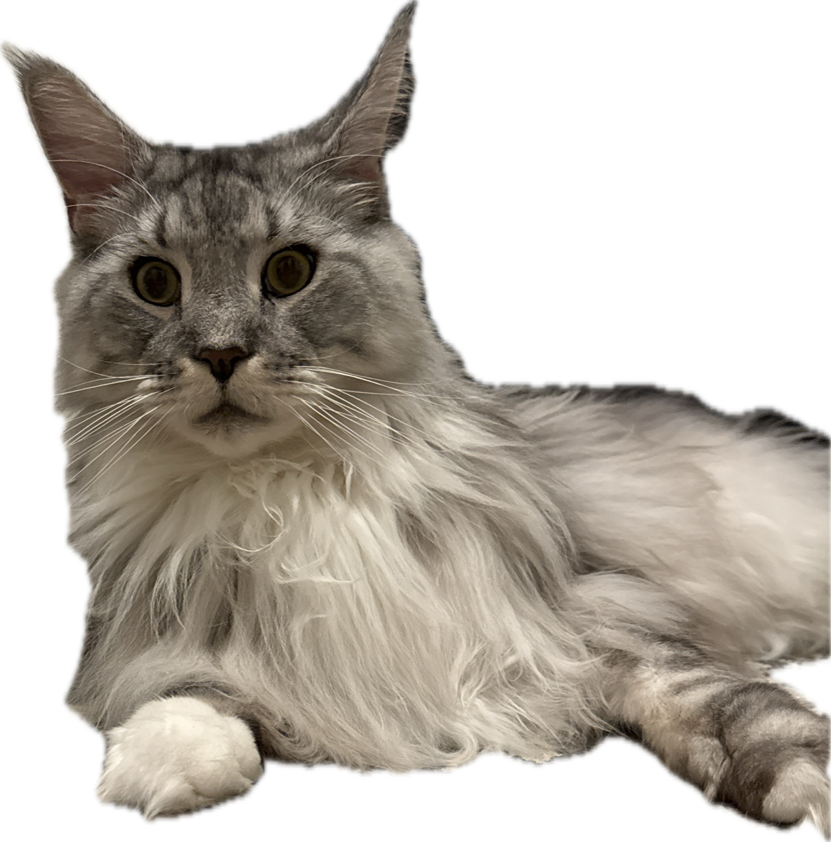 Huey, a fluffy gray MaineCoon cat, the company namesake